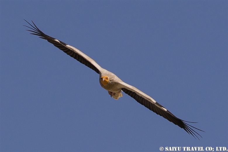 Egyptian Vulture -Balochistan